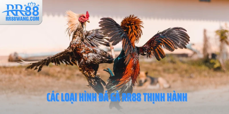 Các loại hình đá gà RR88 thịnh hành Các loại hình đá gà RR88 thịnh hành